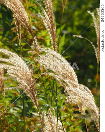 Miscanthus (for autumn image and Japanese culture) 84363566