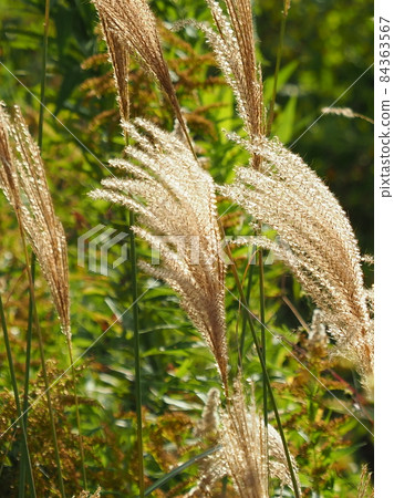 Miscanthus (for autumn image and Japanese culture) Miscanthus (for autumn image and Japanese culture) 84363567