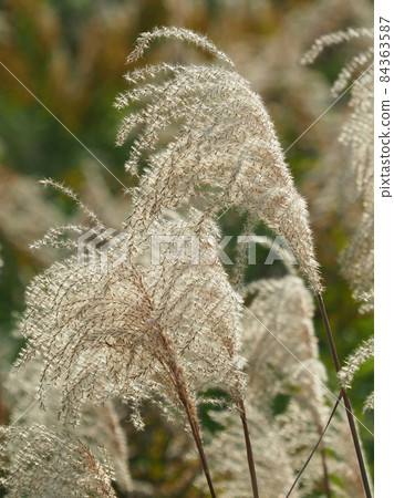 Miscanthus (for autumn image and Japanese culture) Miscanthus (for autumn image and Japanese culture) 84363587
