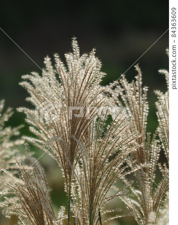 Miscanthus (for autumn image and Japanese culture) 84363609
