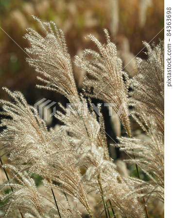 Miscanthus (for autumn image and Japanese culture) Miscanthus (for autumn image and Japanese culture) 84363698