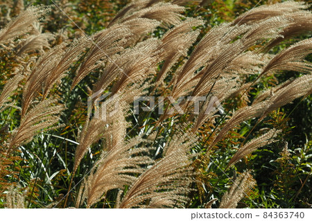 Miscanthus (for autumn image and Japanese culture) Miscanthus (for autumn image and Japanese culture) 84363740