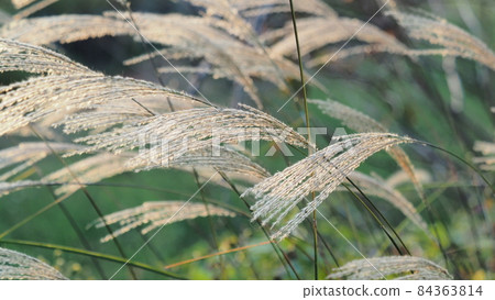 Miscanthus (for autumn image and Japanese culture) Miscanthus (for autumn image and Japanese culture) 84363814