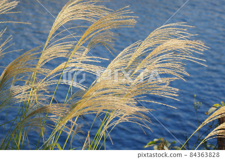 Miscanthus (for autumn image and Japanese culture) Miscanthus (for autumn image and Japanese culture) 84363828