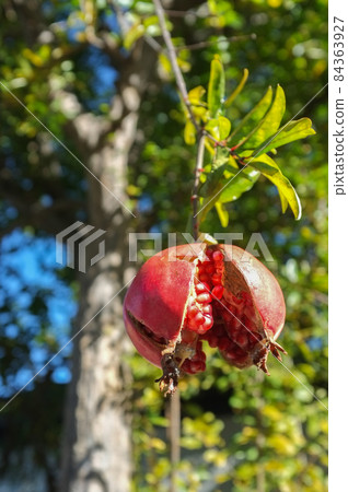 成熟的石榴果實 84363927