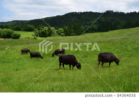 Cow Grazing Highland Farm 84364038