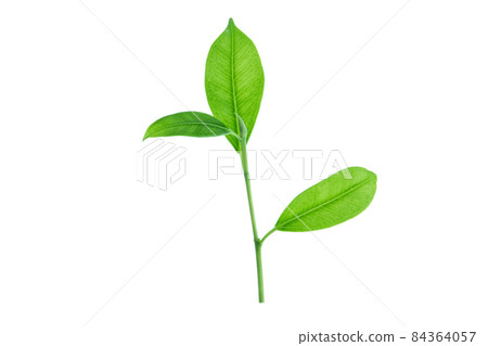 Top of the tree isolated with clipping path. Top of the tree isolated with clipping path. 84364057