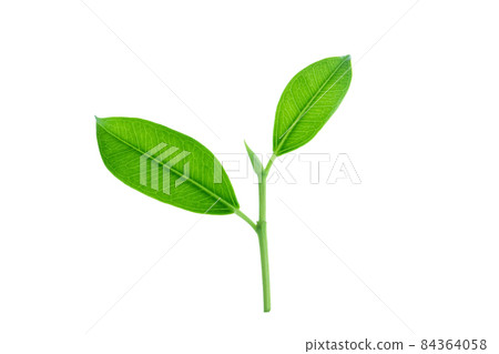 Top of the tree isolated with clipping path. Top of the tree isolated with clipping path. 84364058