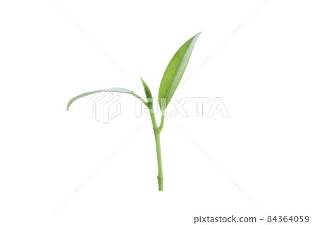 Top of the tree isolated with clipping path. 84364059