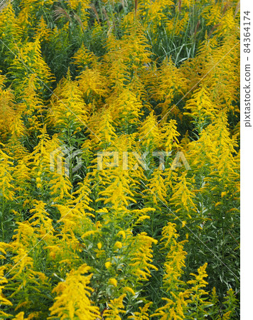 金棒 (Solidago altissima) 金棒 (Solidago altissima) 84364174