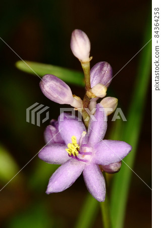 天然植物 Liriope 小，夏季森林。你腳下的一朵小丁香花。大約1厘米的花附著在大約10厘米的花莖上。 84364258