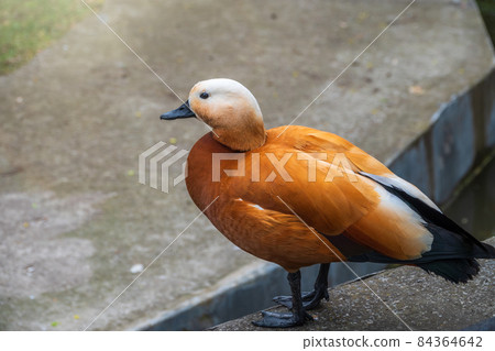 Ruddy shelduck Tadorna ferruginea stands on stone pavement Ruddy shelduck Tadorna ferruginea stands on stone pavement 84364642