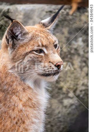 Portrait of The Eurasian lynx close-up, lat. Lynx lynx Portrait of The Eurasian lynx close-up, lat. Lynx lynx 84364643
