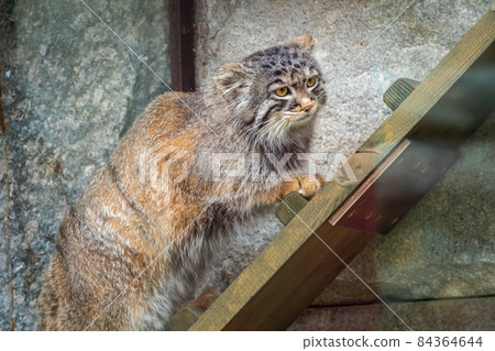 Wild cat manul or Pallas's cat, lat. Otocolobus manul, in the zoo Wild cat manul or Pallas's cat, lat. Otocolobus manul, in the zoo 84364644
