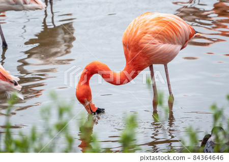 The American flamingo Phoenicopterus ruber standing in water on lake shore 84364646