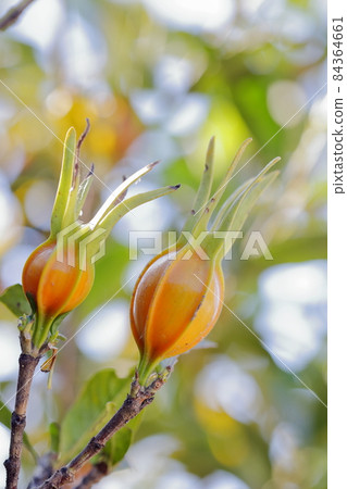 Natural pigments for dyeing and coloring (gardenia nuts) 84364661