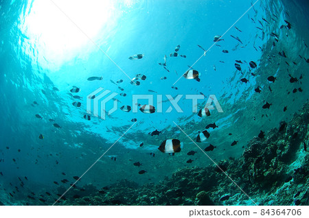 一群黑金字塔蝴蝶魚 一群黑金字塔蝴蝶魚 84364706