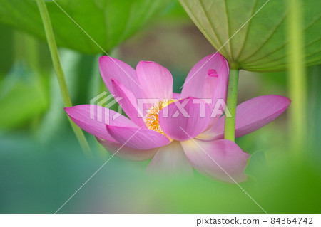 古蓮花 84364742