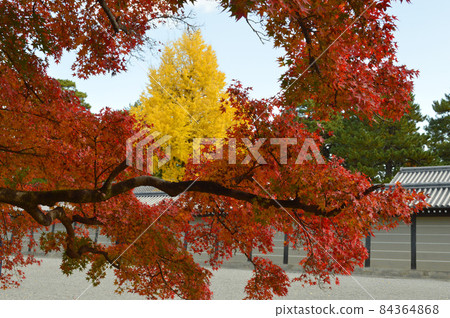 寬敞的京都御苑美麗的秋葉在金州陽光明媚的早晨散步 84364868