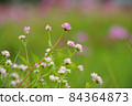MisoSova 84364873