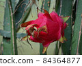  Dragon fruit  84364877