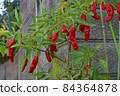  Red peppers 84364878