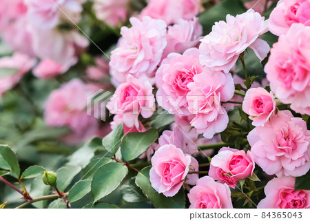 Beautiful pink roses Bonica in the garden. Perfect for background of greeting cards for birthday, Valentine's Day and Mother's Day 84365043