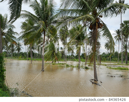 Brown water flooded the land in the coconut plantation, Flood in rainy season, Thailand 84365426