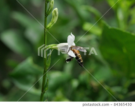 Giant honey bee seeking nectar on white Chinese violet or coromandel or creeping foxglove ( Asystasia gangetica ) blossom in field with natural green Giant honey bee seeking nectar on white Chinese violet or coromandel or creeping foxglove ( Asystasia gangetica ) blossom in field with natural green 84365430