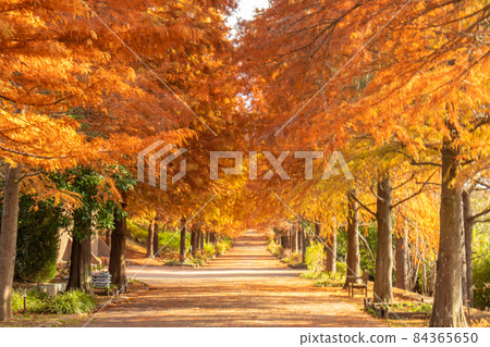 播磨中央公園，禿柏林蔭道 84365650