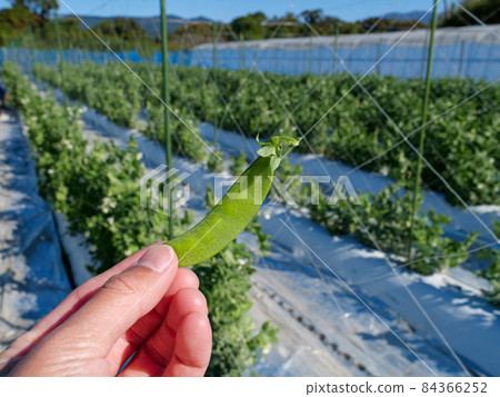 Kinusaya Kinusaya 84366252