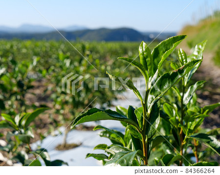 Chiran tea Chiran tea 84366264