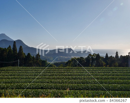 Chiran tea Chiran tea 84366267