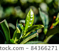 tea leaf  84366271