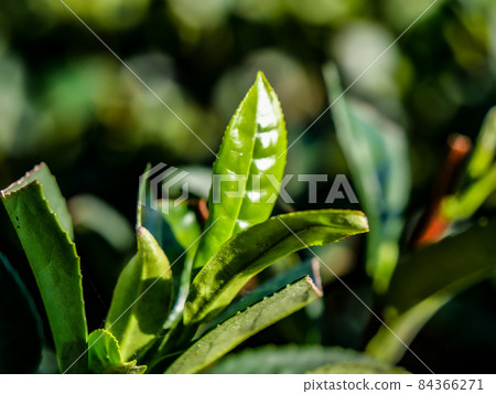 tea leaf tea leaf 84366271