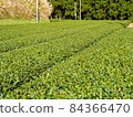 Tea plantation 84366470