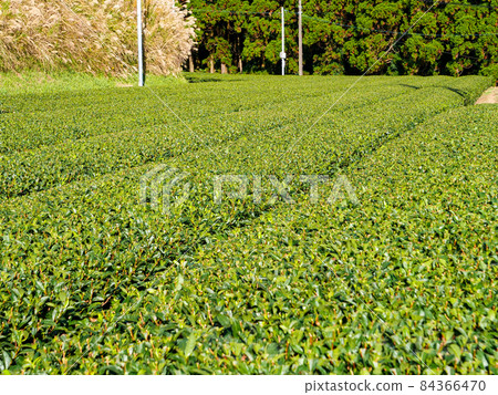 茶園 茶園 84366470