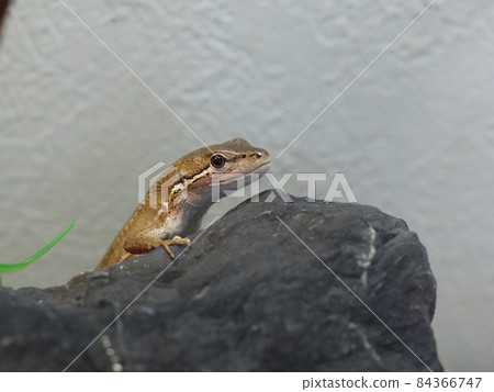 Kana snake with a cute expression 84366747