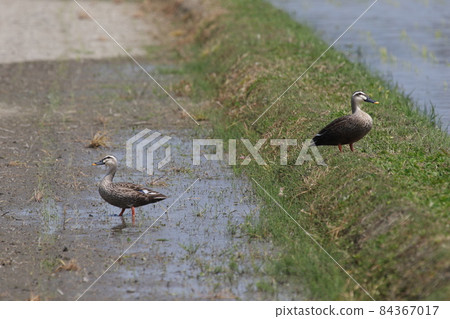 稻田裡的兩隻鴨子 84367017