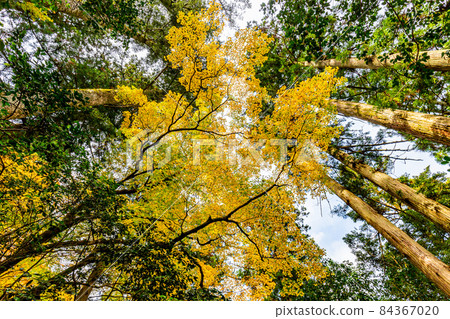 Natadera 寺 高高在上 秋葉 84367020