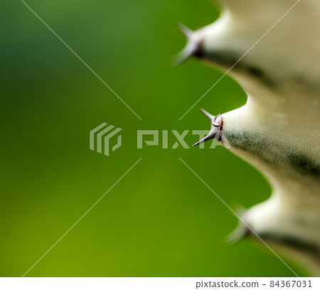 Cactus thorns beautiful closeup Cactus thorns beautiful closeup 84367031