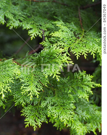 關閉柏樹葉 84367049