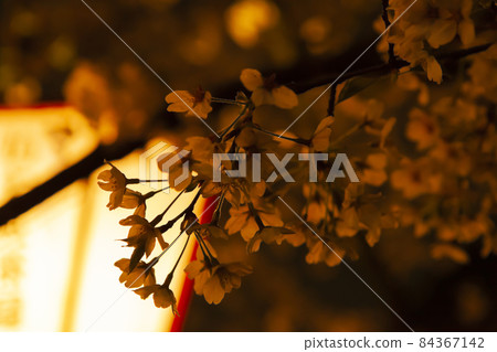 被燈籠照亮的夜櫻 被燈籠照亮的夜櫻 84367142