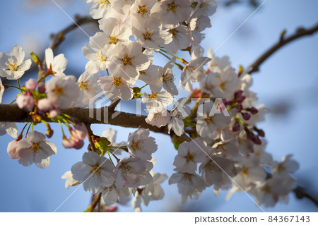 Cherry Blossoms Cherry Blossoms 84367143