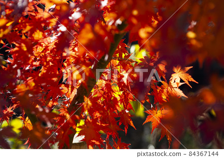 Autumn leaves 84367144