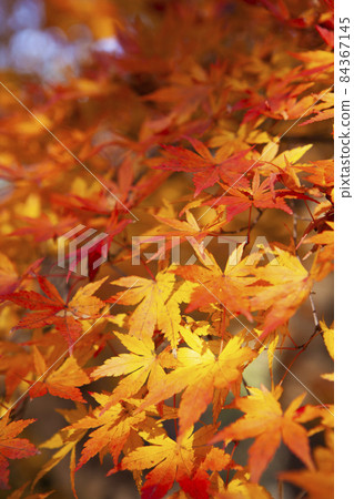 Autumn leaves Autumn leaves 84367145
