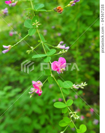Hagi flowers blooming in the autumn park Hagi flowers blooming in the autumn park 84367188