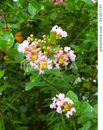 Crape myrtle flowers that overhang the field and bloom with fruit Crape myrtle flowers that overhang the field and bloom with fruit 84367245