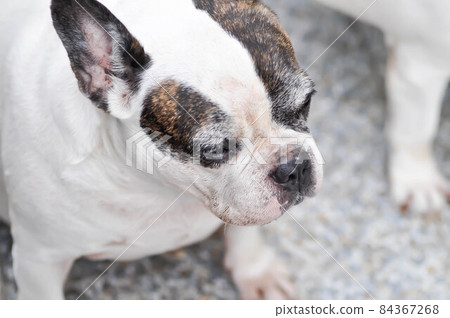 dog or french bulldog, French bulldog or old dog dog or french bulldog, French bulldog or old dog 84367268