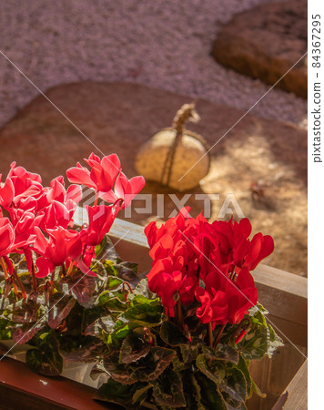 Garden cyclamen stones Garden cyclamen stones 84367295